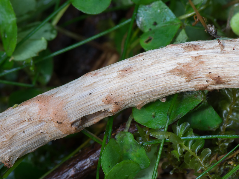 Cortinarius luteoornatus